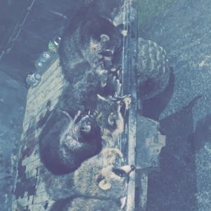 Meet your Posher, Cody